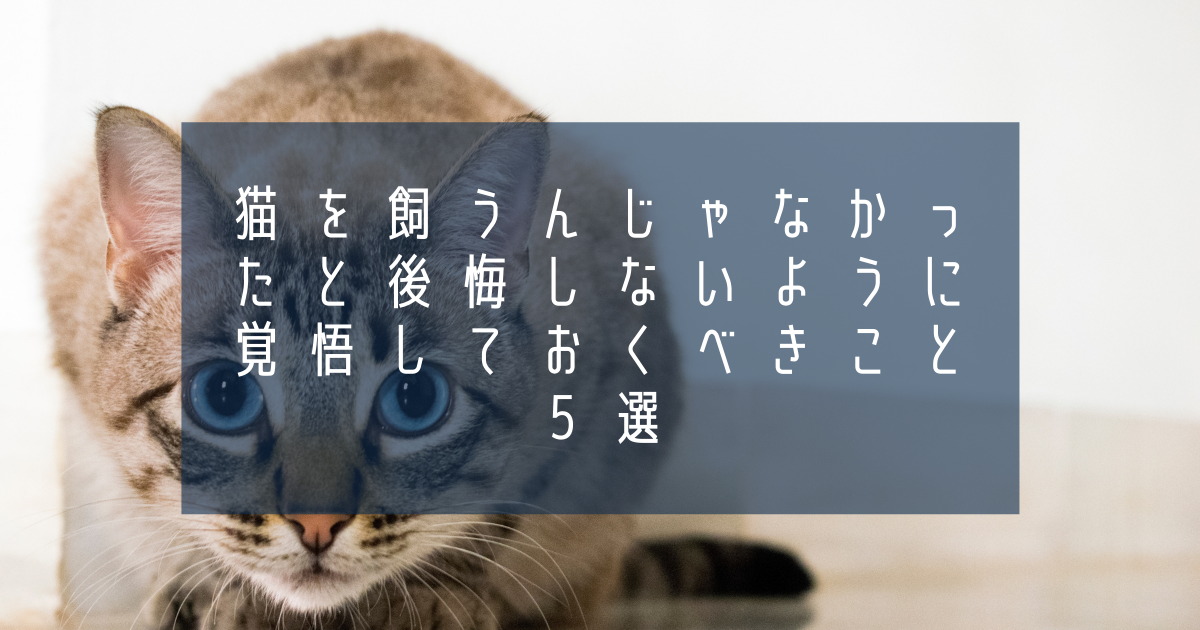 猫を飼うんじゃなかったと後悔しないように覚悟しておくべきこと５選 