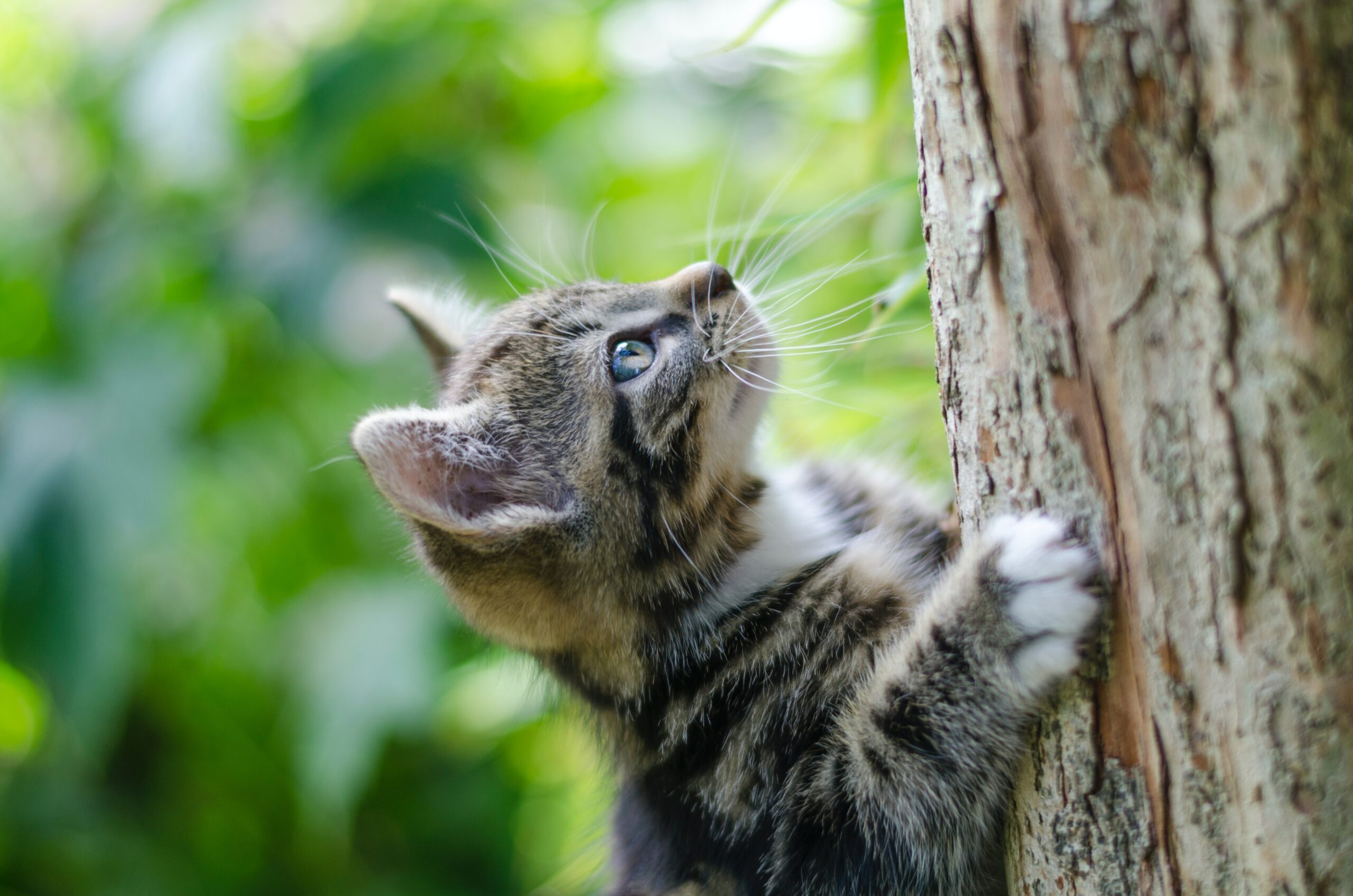 おしゃれなキャットタワー『キャットウッディシェルフ』 