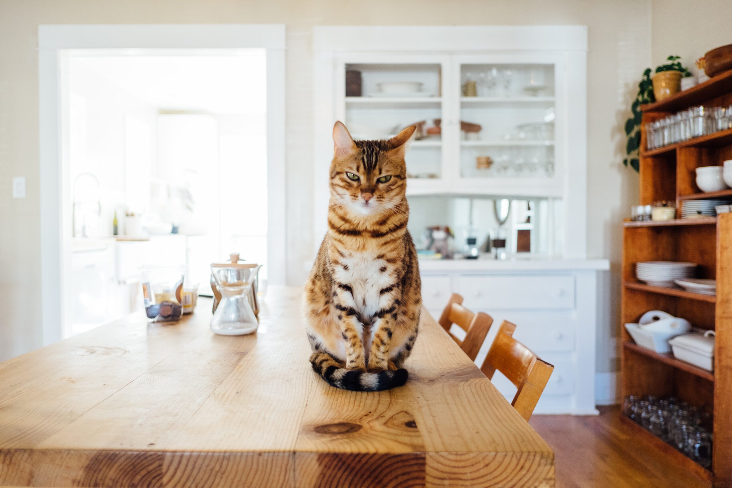 お猫様の健康は食べ物で決まる 