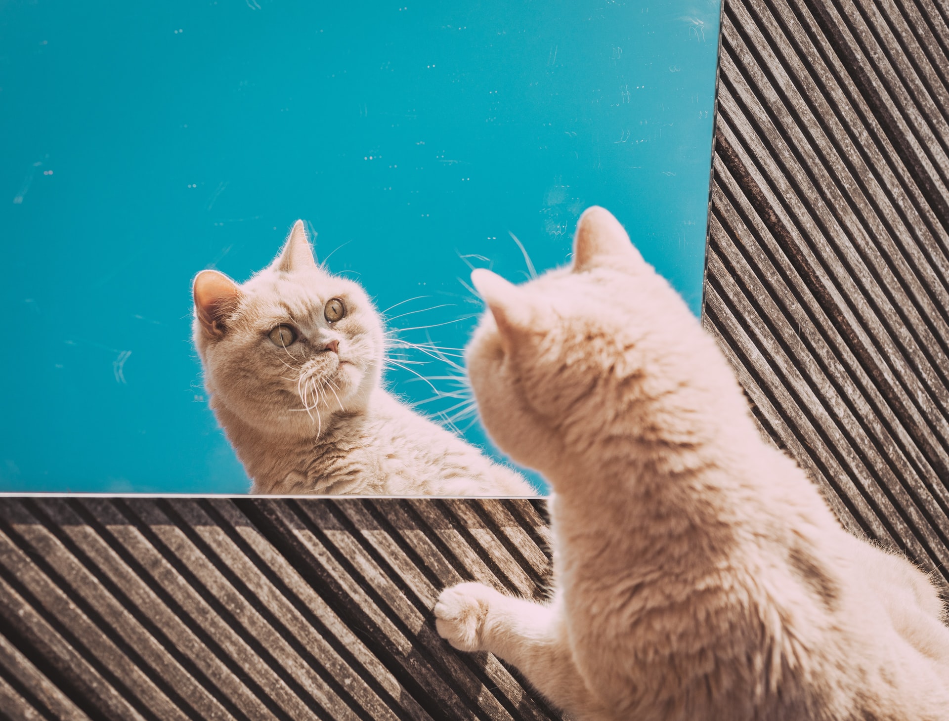 お猫様はなぜ太ってしまうのか？【お猫様の肥満の原因とその危険性及び対処方法】 